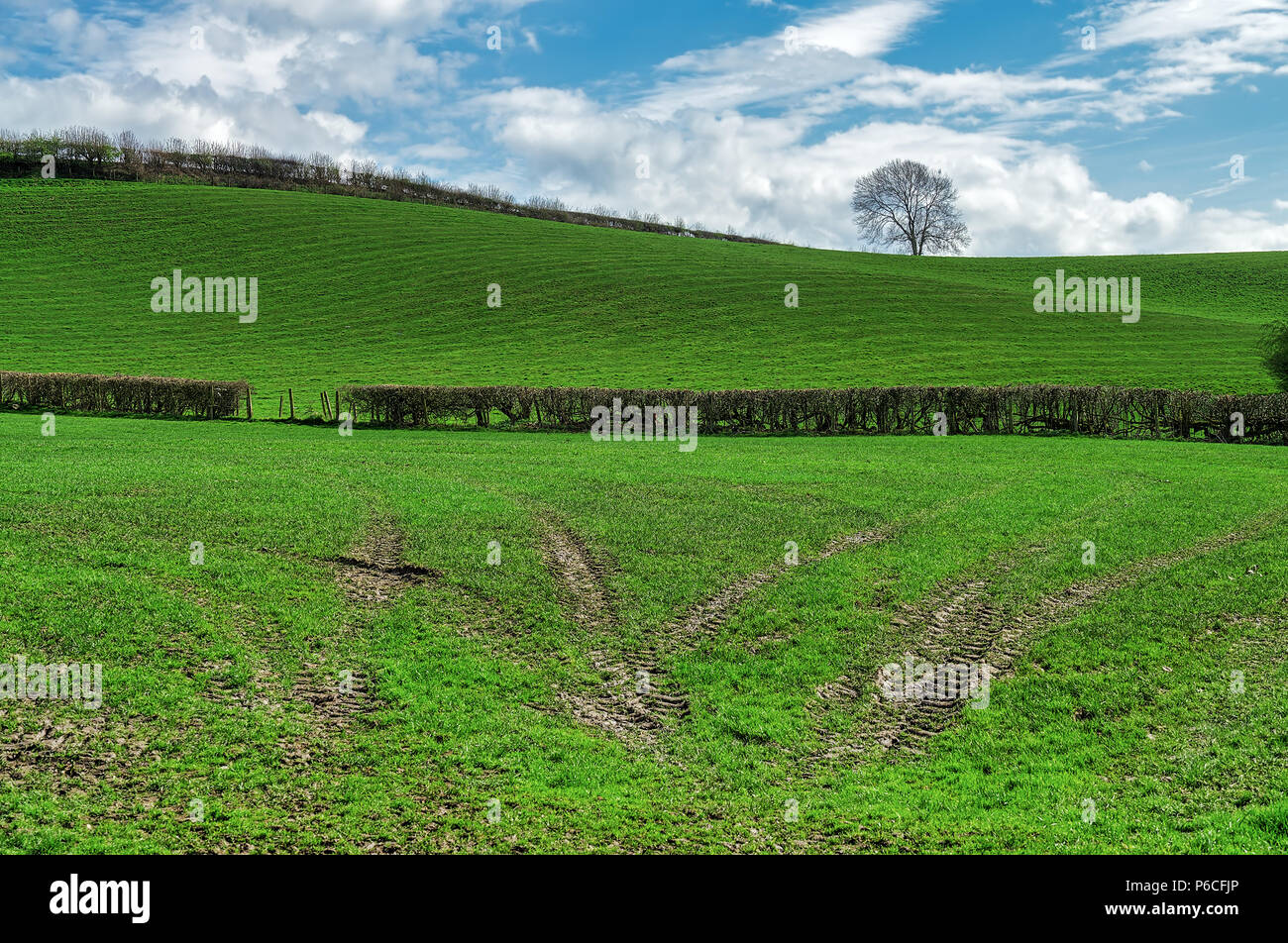 Campo in pendenza con il pneumatico del trattore marchi. Foto Stock