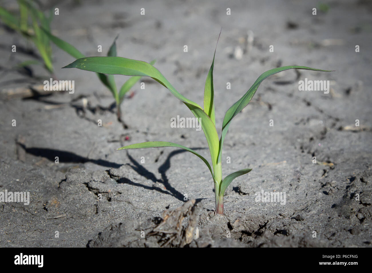 Giovani pianta di sorgo (tre visibili i collari) Foto Stock