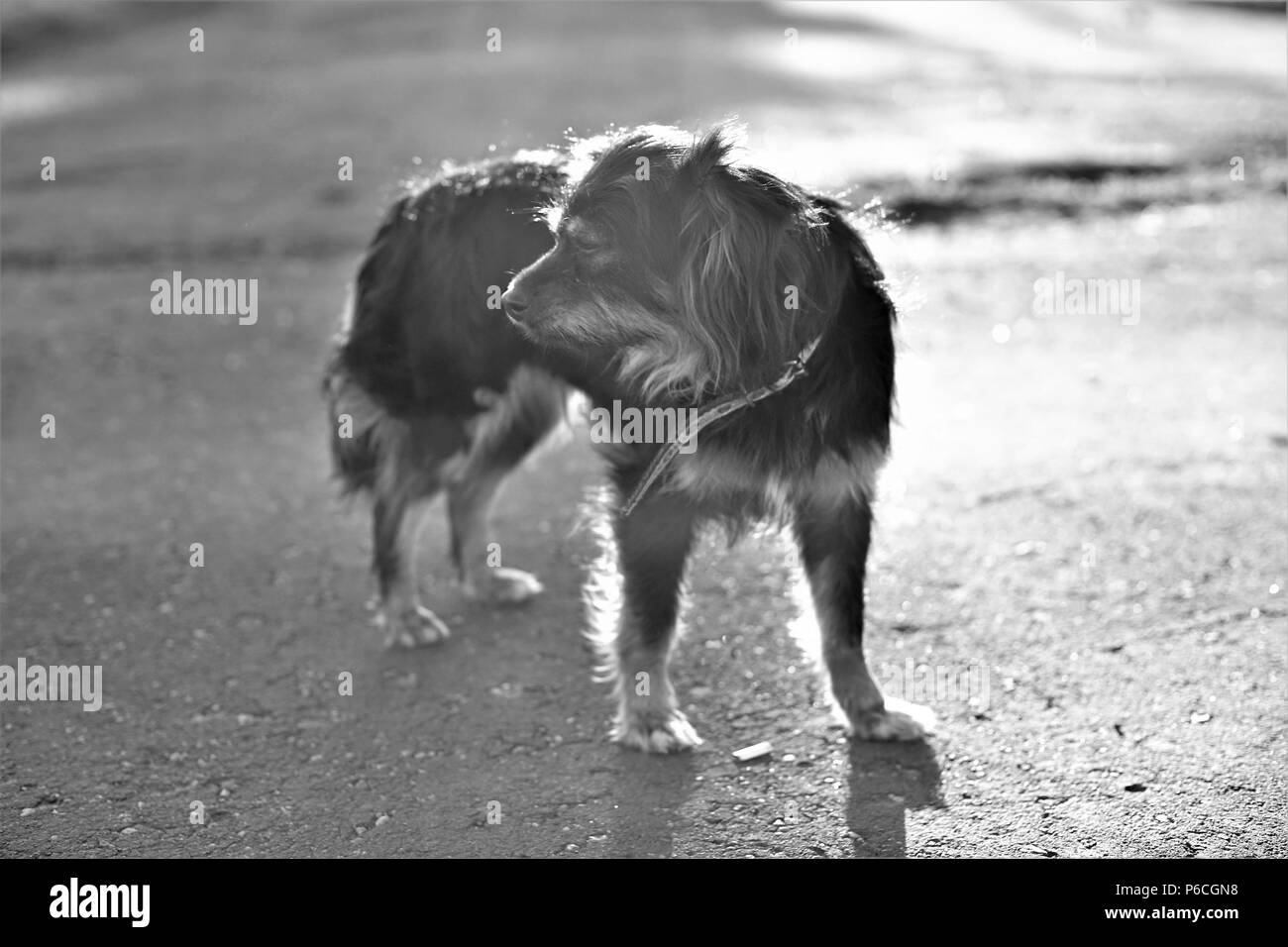 Vecchio cane in un collare sta solo sulla strada. Foto in bianco e nero Foto Stock