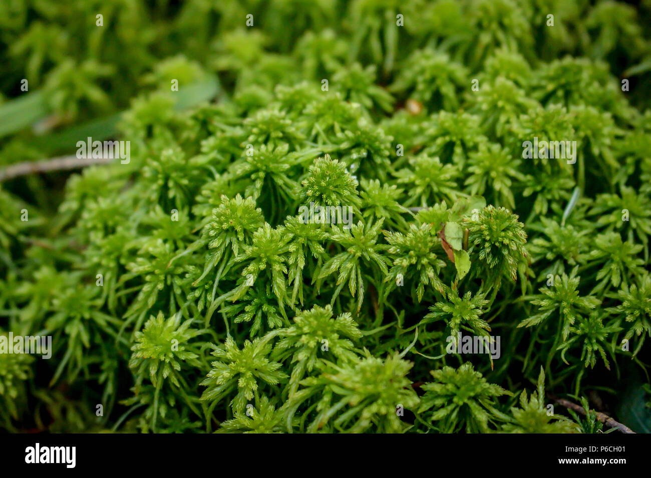 Verde muschio Sphagnum Foto Stock