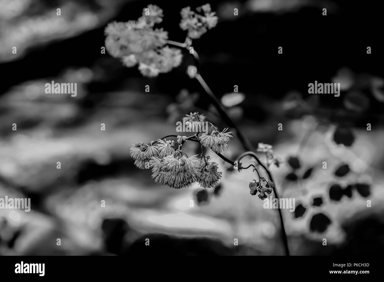 Fotografia in bianco e nero dei fiori di Thalictrum aquilegifolium in giardino a Belgrado, Serbia Foto Stock