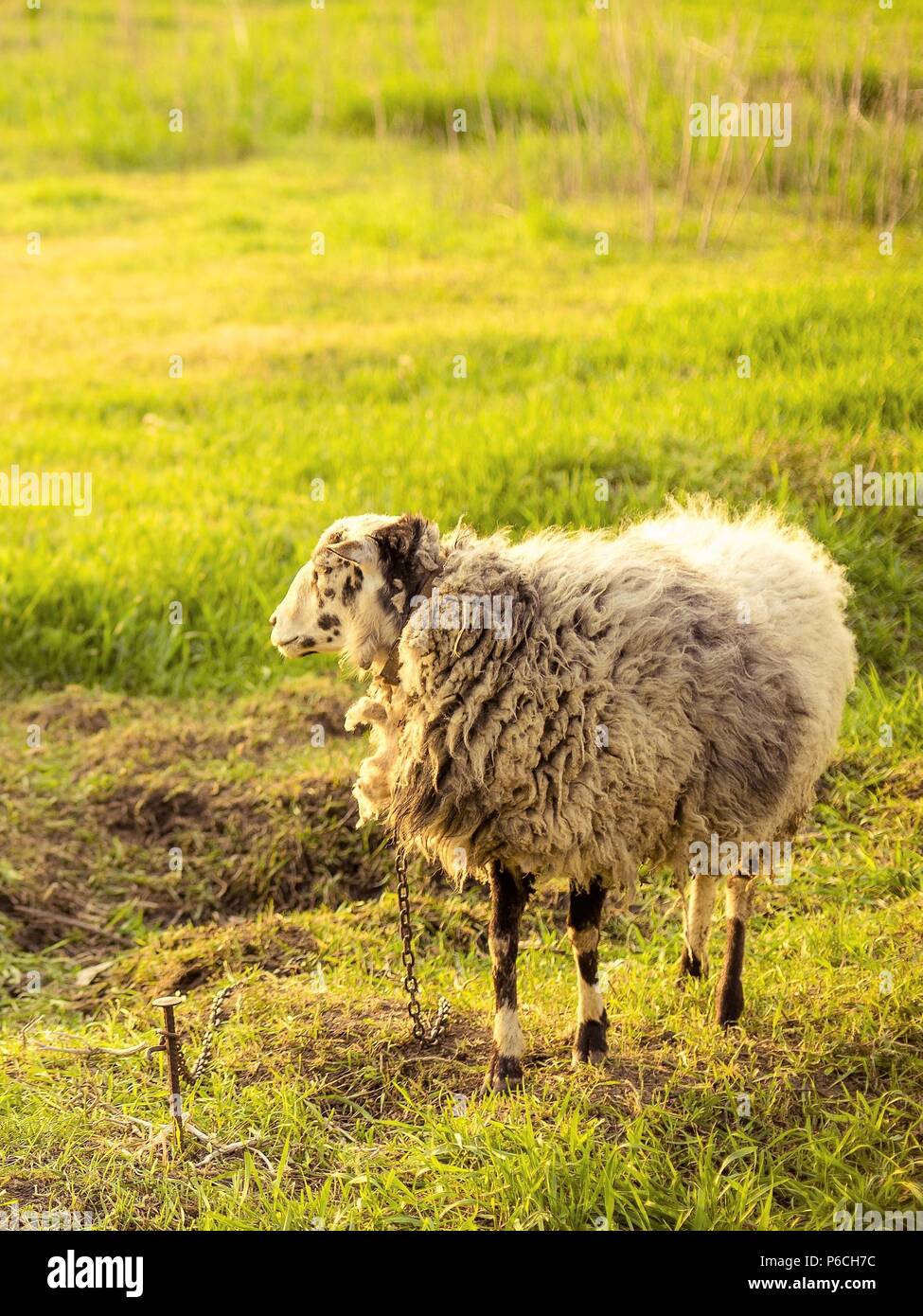 Una pecora si erge su un guinzaglio sull'erba verde Foto Stock