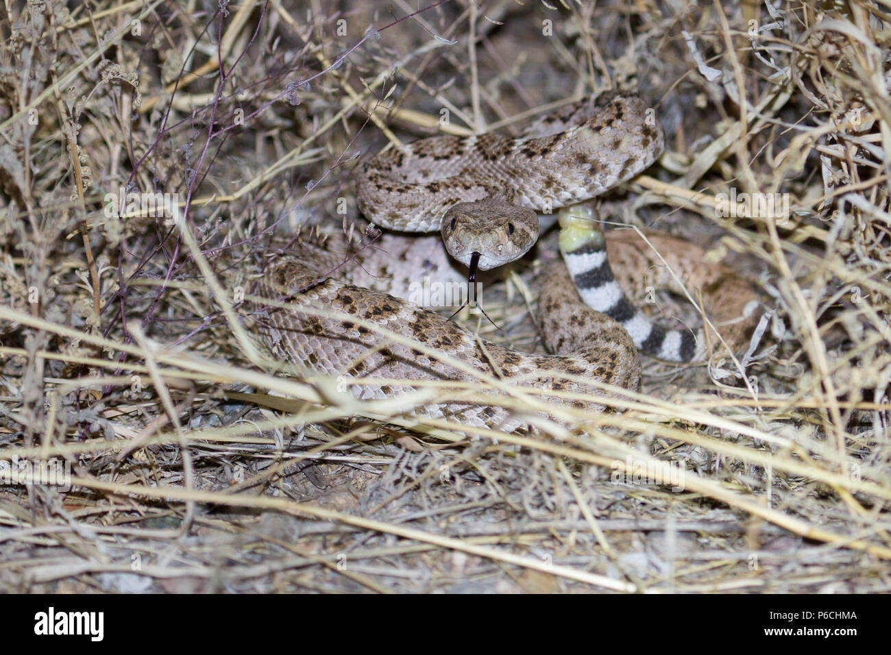 Un teenager Western diamondback rattlesnake in una posizione difensiva. Foto Stock