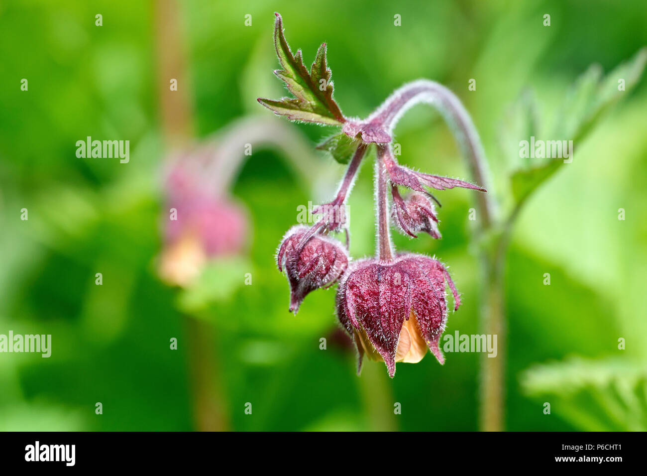Acqua (Avens geum rivale), talvolta chiamato Billy pulsante, close up di un singolo fiore con bud. Foto Stock