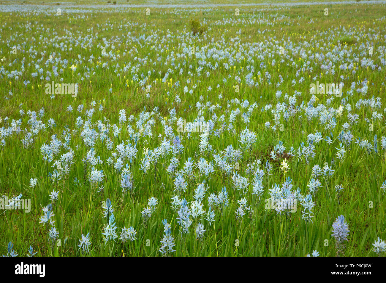 Weippe Prairie, Nez Perce National Historical Park, Gold Rush Historic Byway, Idaho Foto Stock