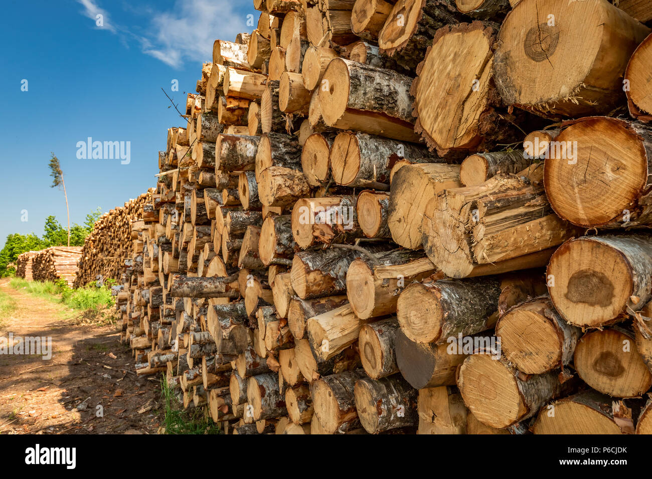 Grande quantità di abbattimento di alberi dopo un vento di tempesta Foto Stock
