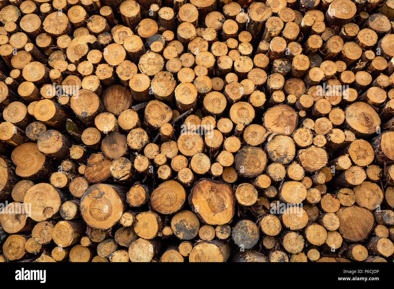 Grande quantità di abbattimento di alberi in primavera Foto Stock