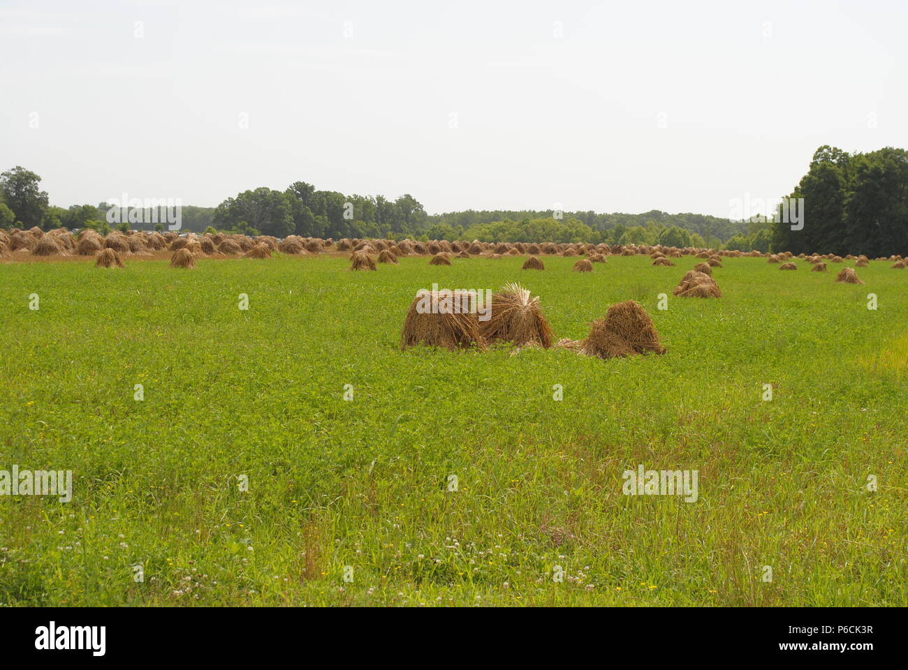 Amish shock di avena Foto Stock