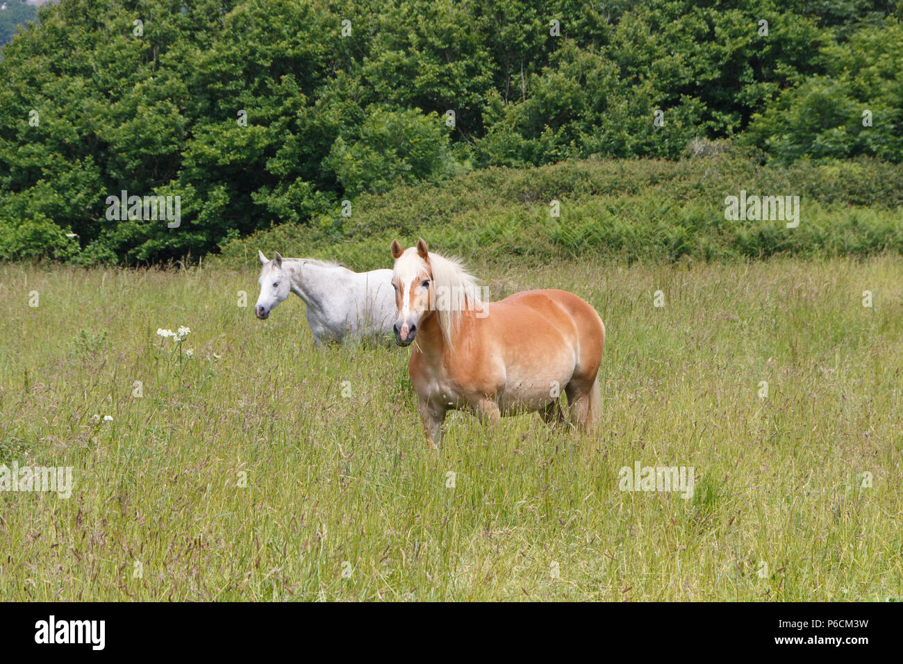 Due bay e cavalli grigi in un campo in Bretagna durante la primavera Foto Stock