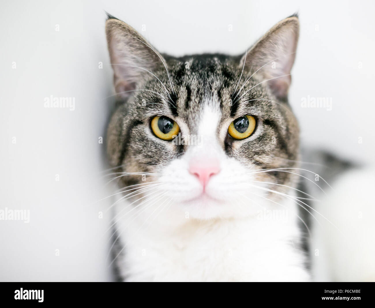 Un tabby e interno bianco shorthair gatto con un burbero espressione sulla sua faccia Foto Stock
