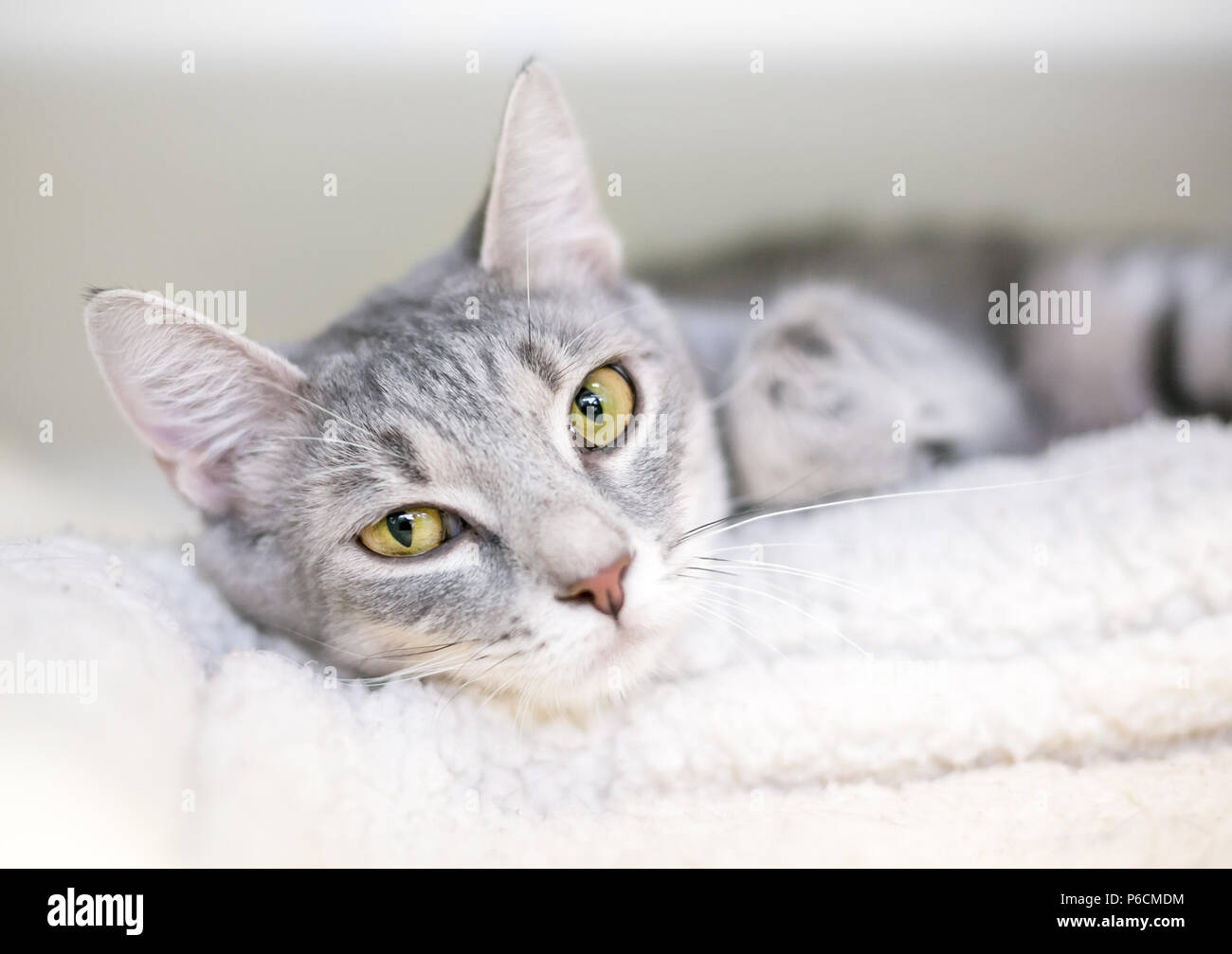 Un grigio tabby domestico gatto Shorthair relax su una coperta Foto Stock