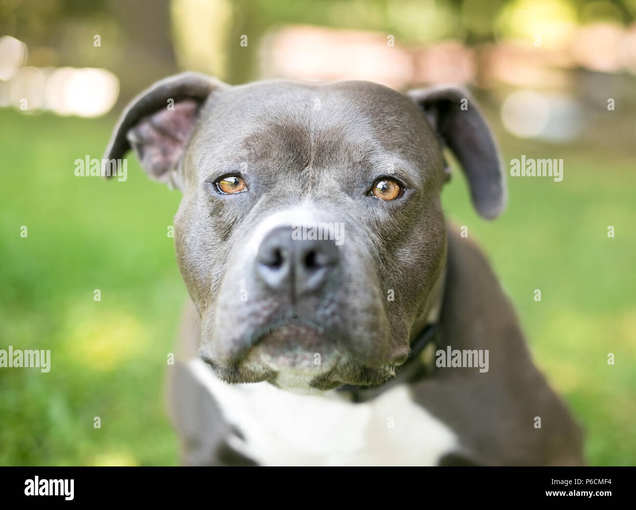 Un blu e bianco Pit Bull Terrier di razza cane con un espressione annoiata Foto Stock