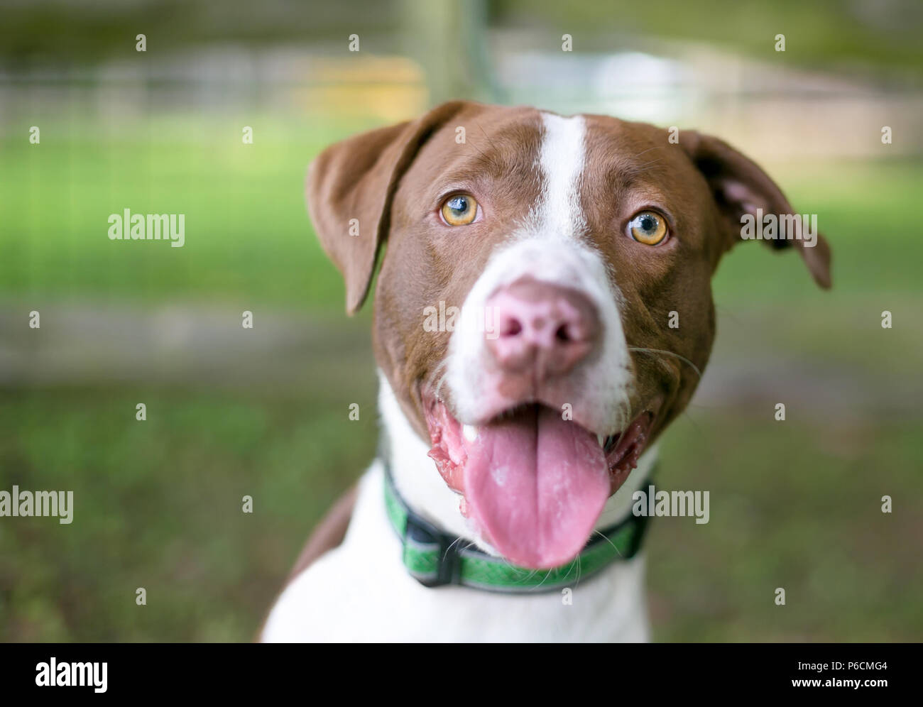 Un rosso e bianco di razza cane indossa un collare verde, ansimando con una felice espressione sulla sua faccia Foto Stock