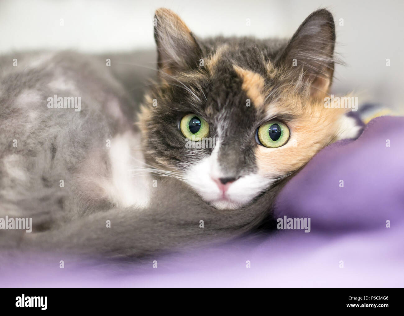Un diluisca gatta calico rannicchiato su una coperta Foto Stock
