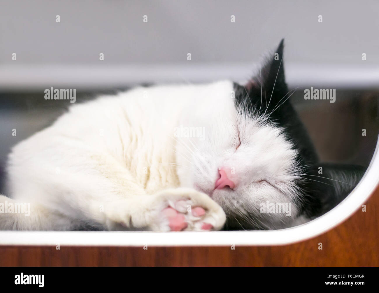 Un bianco e nero gatto dorme in un animale un rifugio con una zampa premuto contro la finestra della sua gabbia Foto Stock