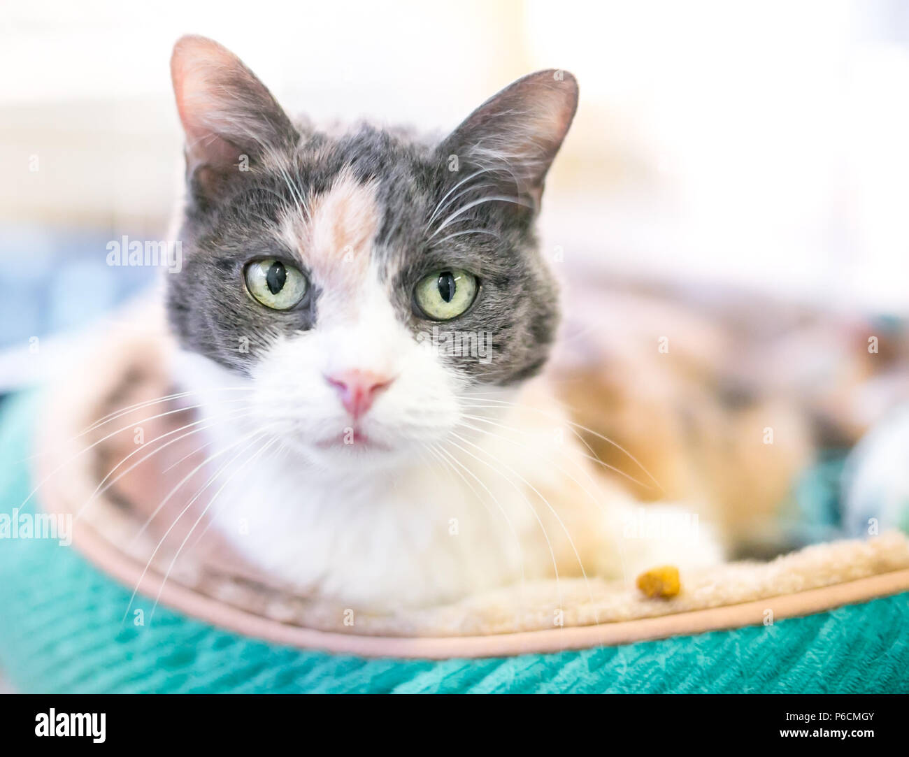 A diluire il calicò domestico gatto Shorthair rilassante in un letto di cat Foto Stock
