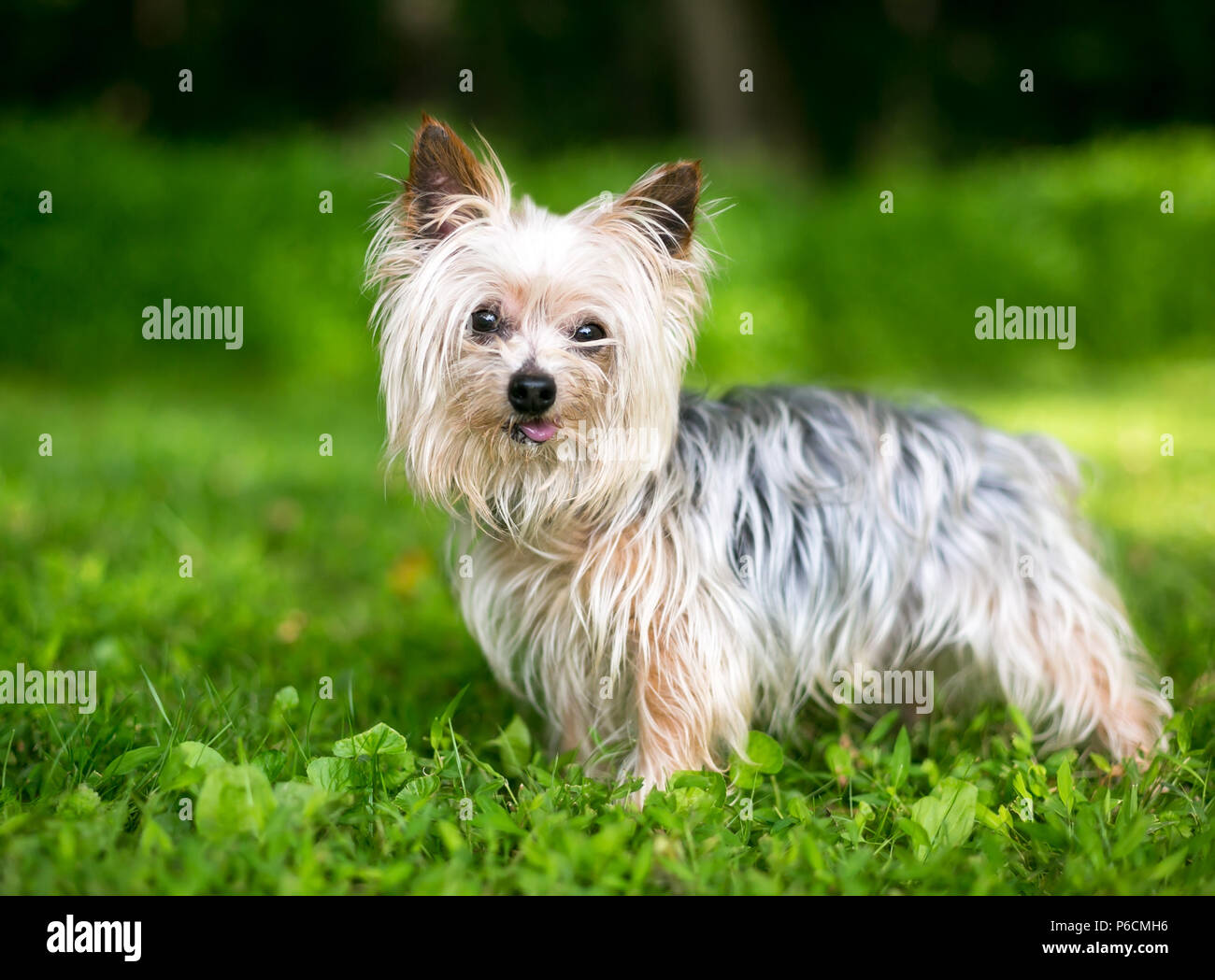 Un simpatico Yorkshire Terrier cane il suo incollaggio con la lingua fuori Foto Stock