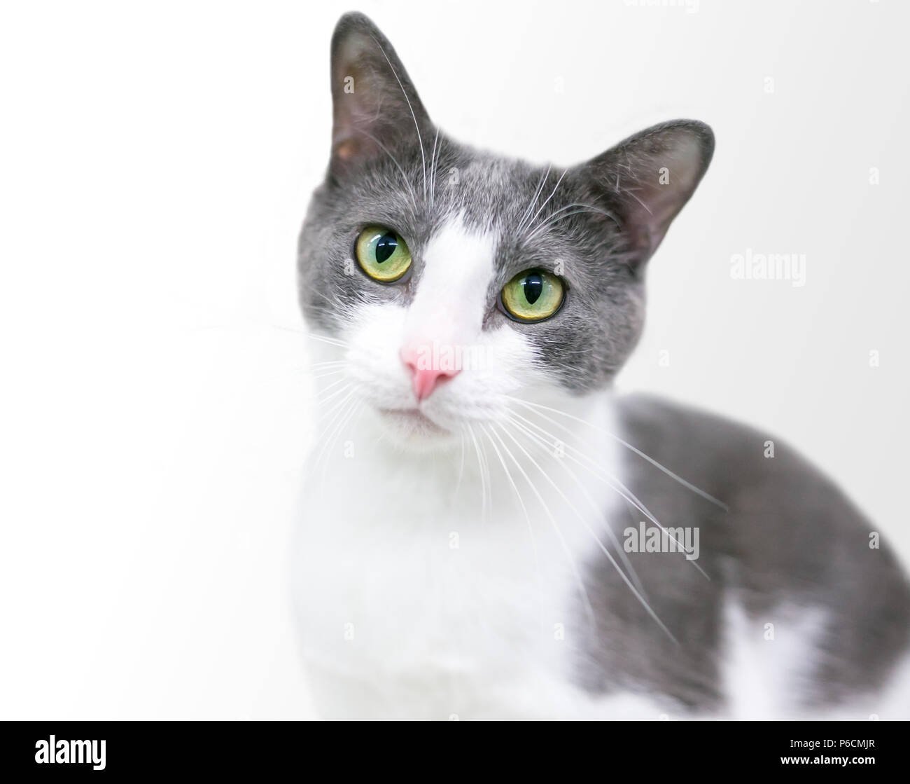 Un grigio e bianco shorthair domestico gatto con gli occhi verdi Foto Stock