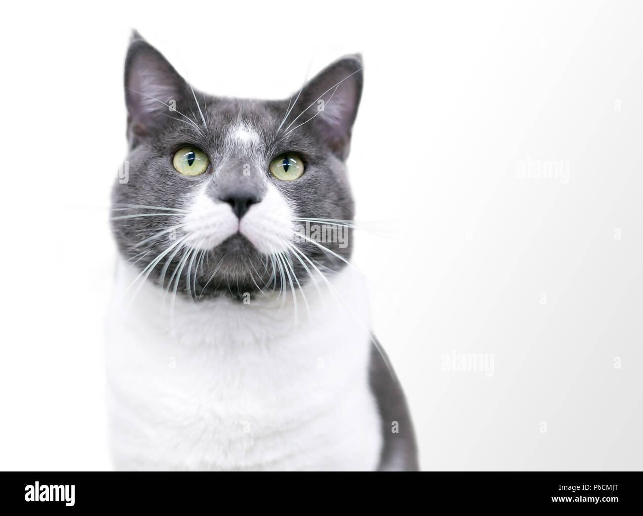 Un grigio e bianco shorthair domestico gatto con gli occhi verdi rivolti verso l'alto su sfondo bianco Foto Stock