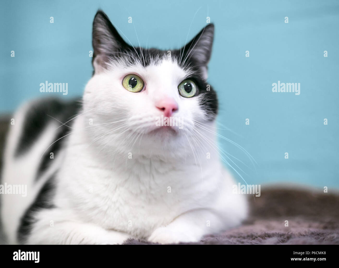 Un bianco e nero domestico gatto Shorthair in appoggio su una coperta Foto Stock