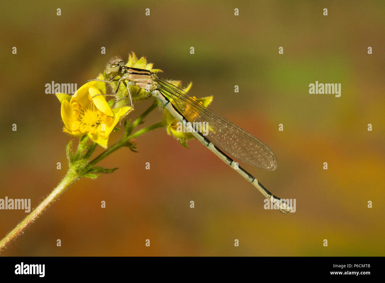 Una fanciulla fly, una delle numerose specie trovati nel nord-ovest del Pacifico, nei pressi di un laghetto nel centro di Oregon Foto Stock