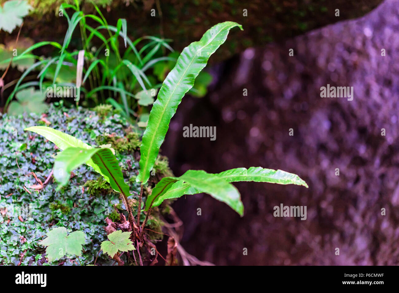 Piccolo verde felce nella foresta vicino Foto Stock