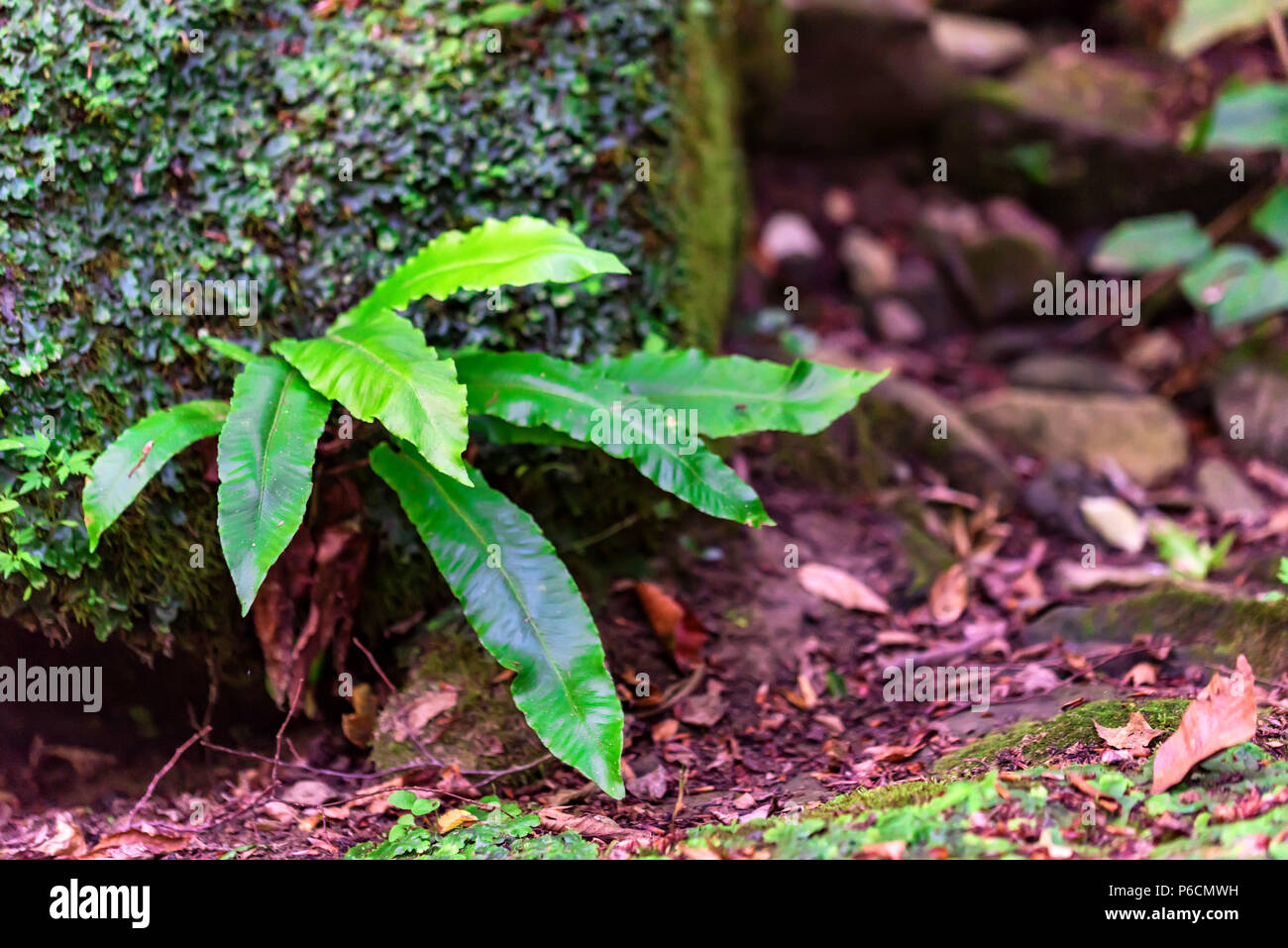 Piccolo verde felce nella foresta vicino Foto Stock