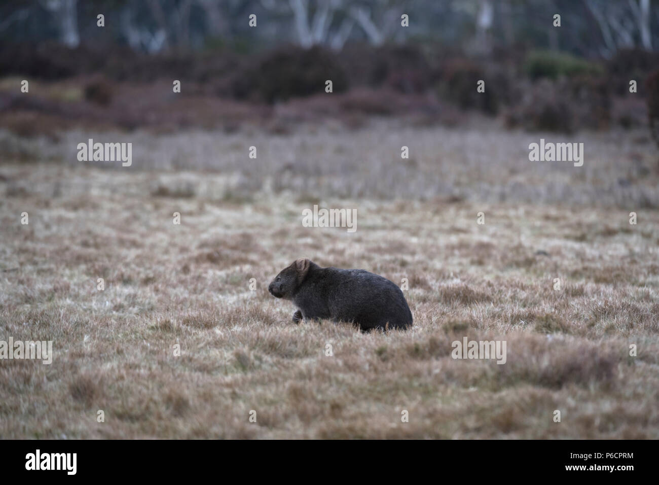 Wombat comune a piedi sul lato n paesaggio aperto a nord ovest della Tasmania australia Foto Stock