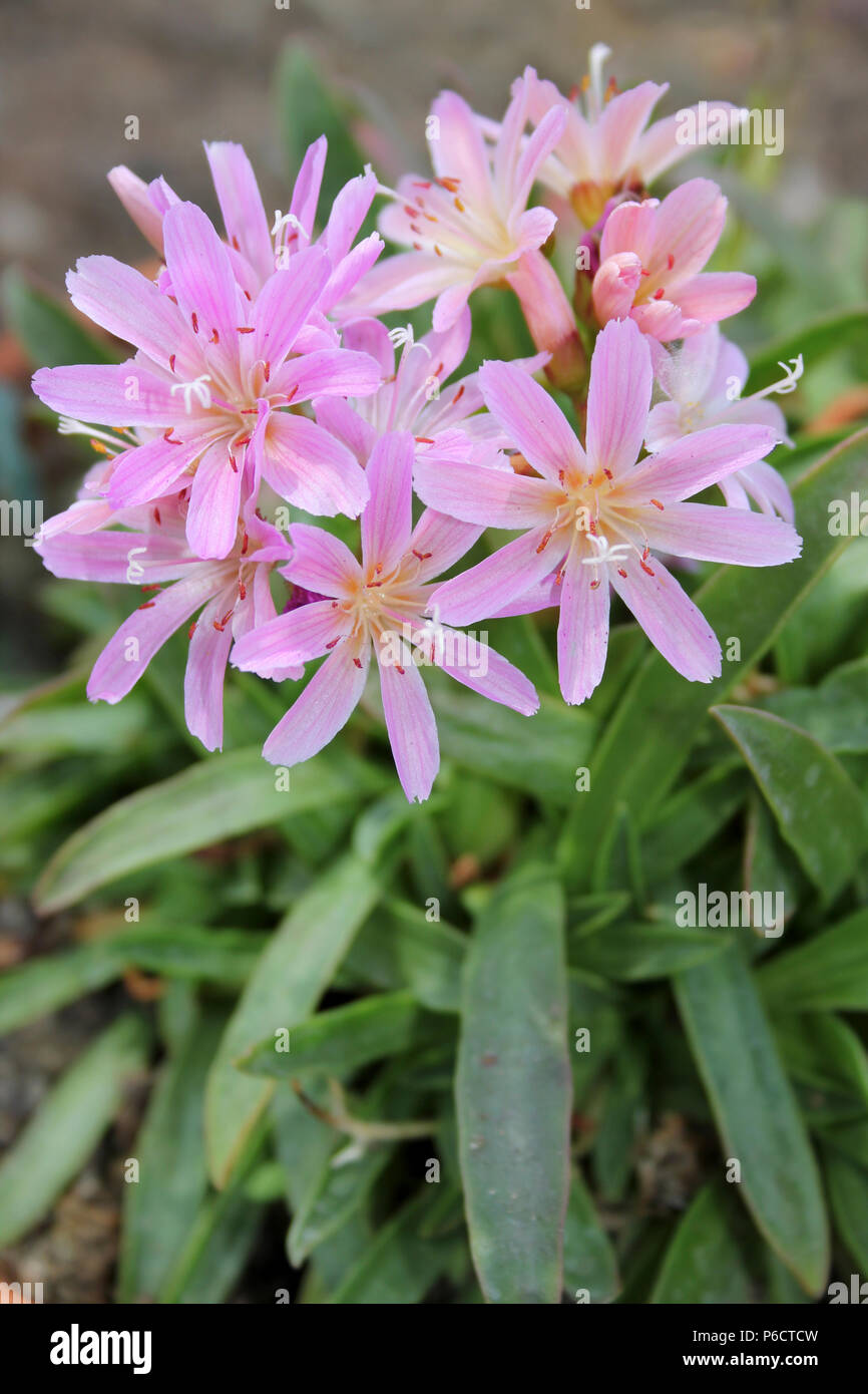 Lewisia 'Ben Chace' Foto Stock