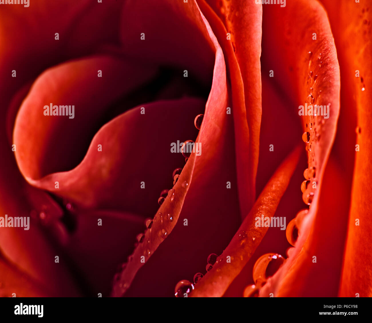 DESIGN FLOREALE: rosso rosa Inglese (immagine HDR) Foto Stock