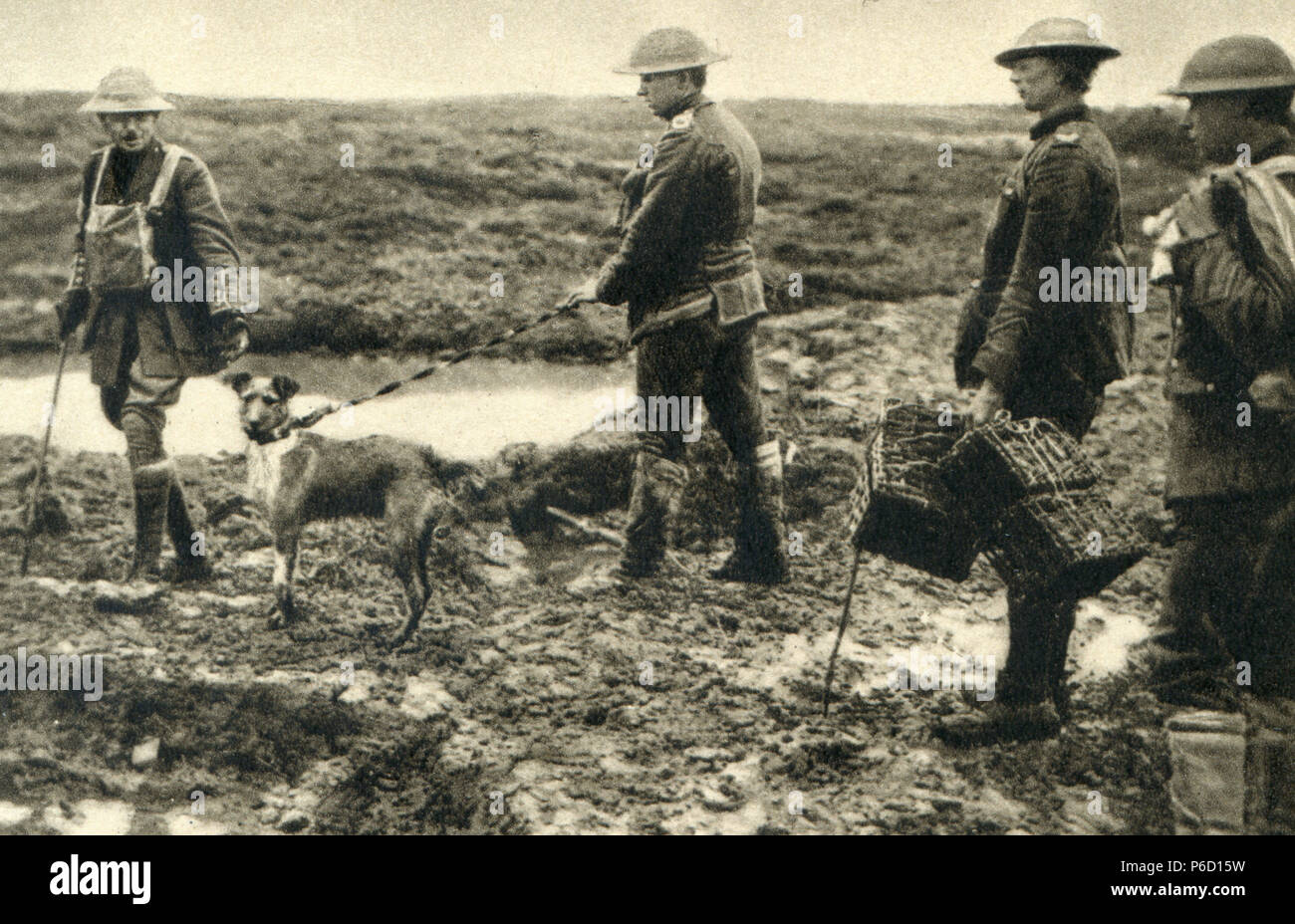 Soldati britannici, messenger cane, langemark, ww1, la prima guerra mondiale, la prima guerra mondiale Foto Stock