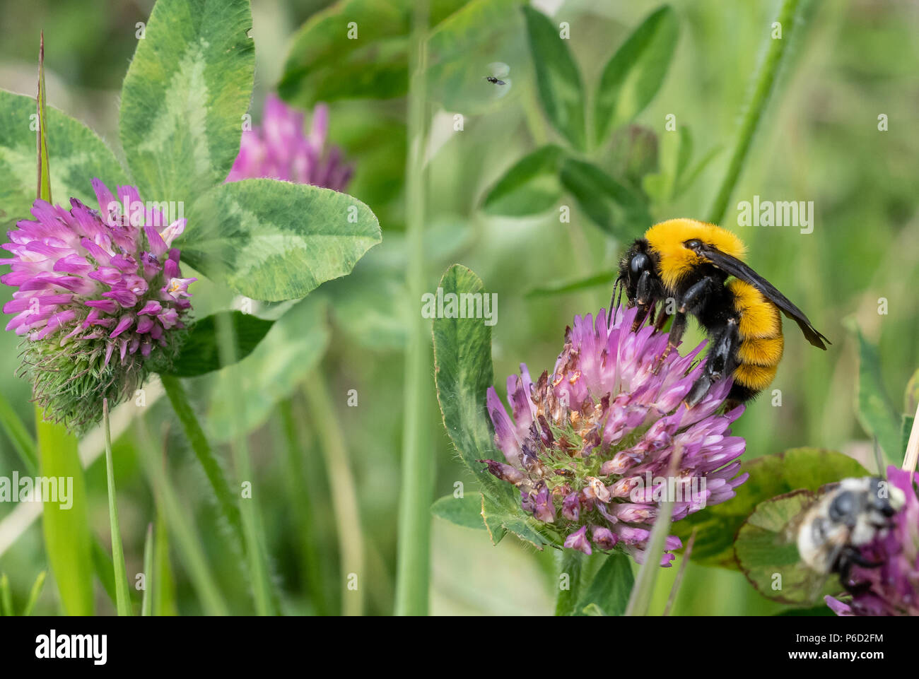 Un grande giallo e nero Bumble Bee si siede su un fiore rosa. Foto Stock