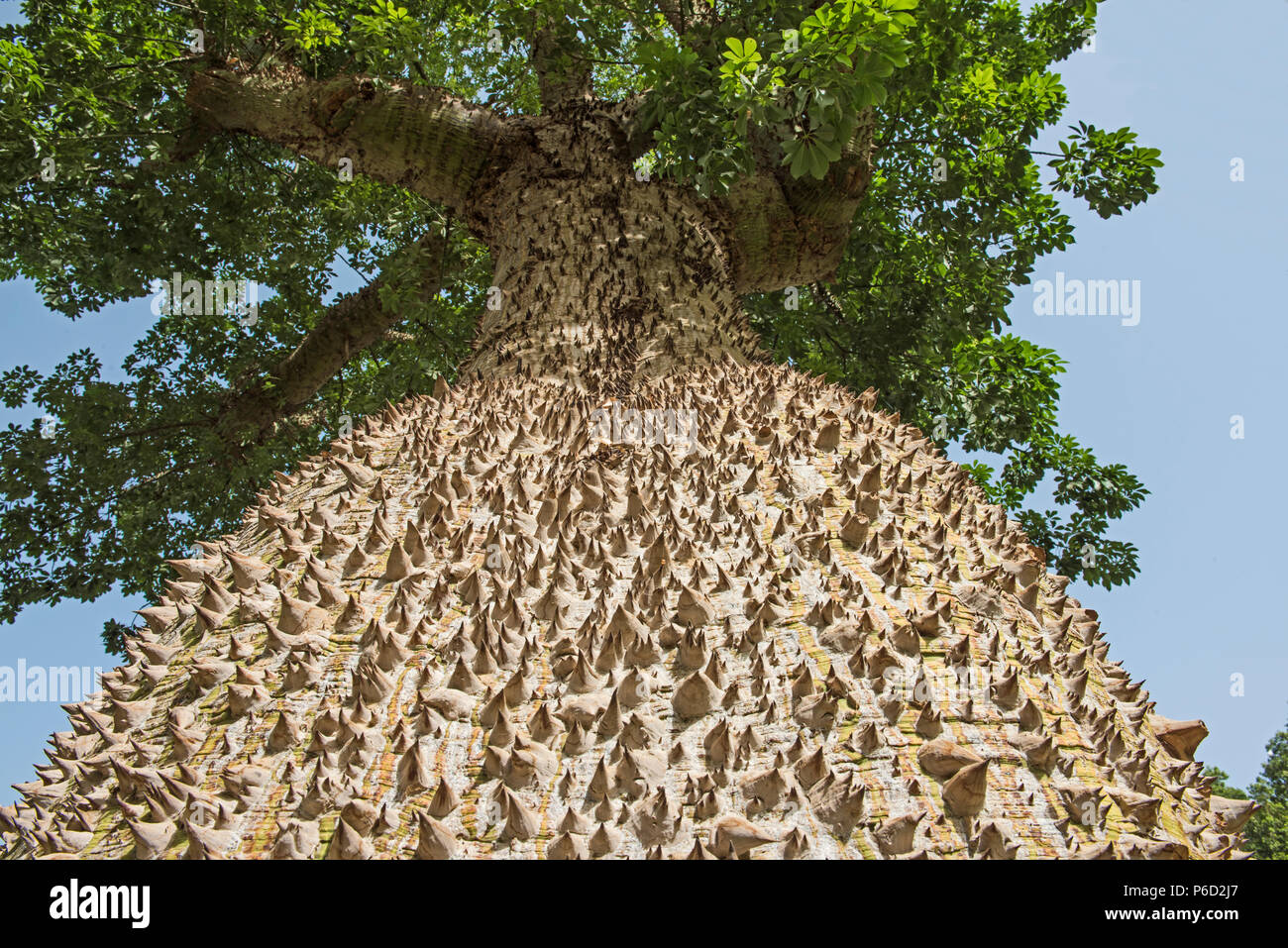 Close-up dettaglio del grosso tronco su seta floss albero ceiba speciosa con spine pungenti e tettoia frondosi Foto Stock