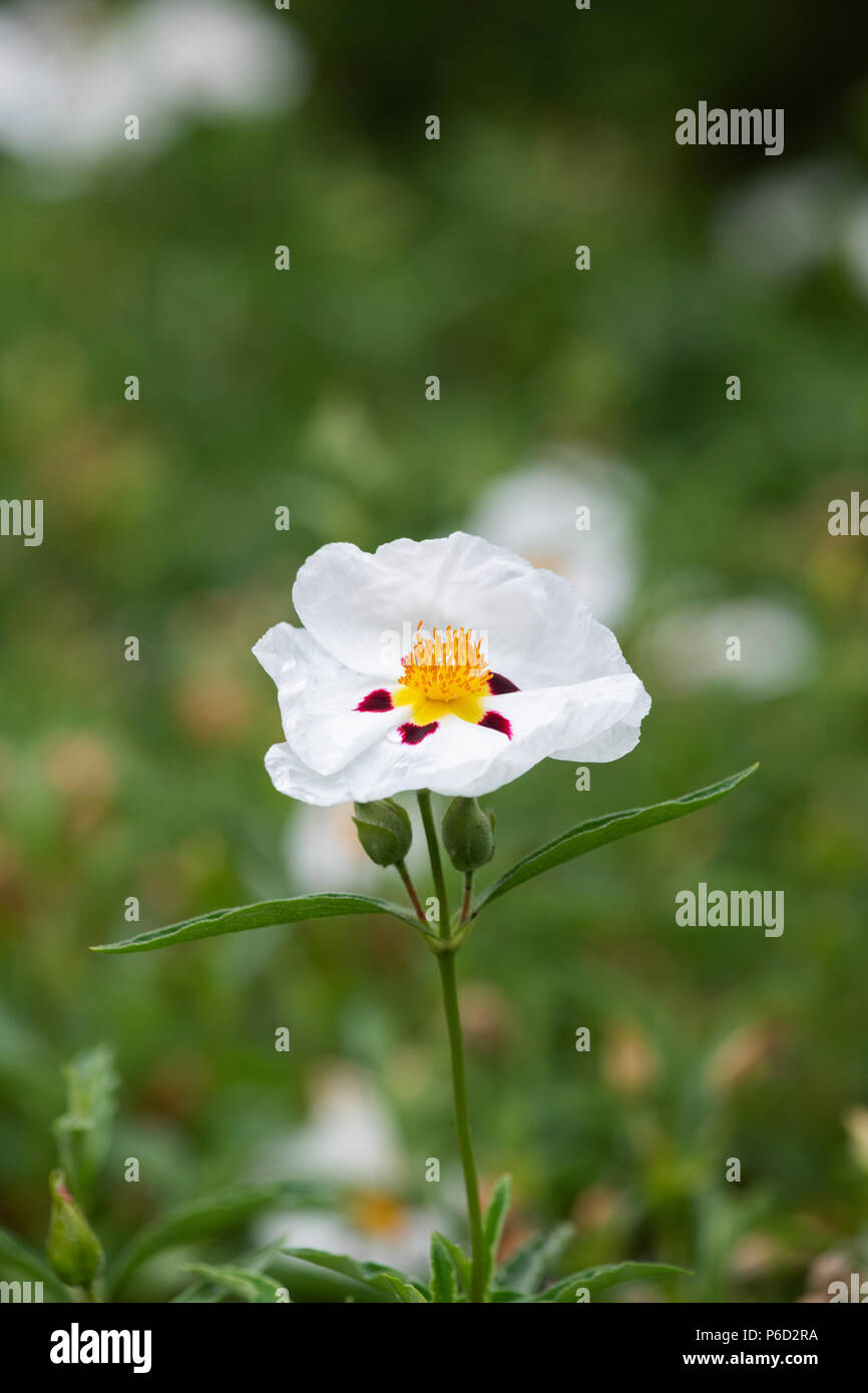 Cistus x Laxus 'Sora il bianco". Rock Rose " ora " bianco in un giardino inglese in giugno. Regno Unito Foto Stock