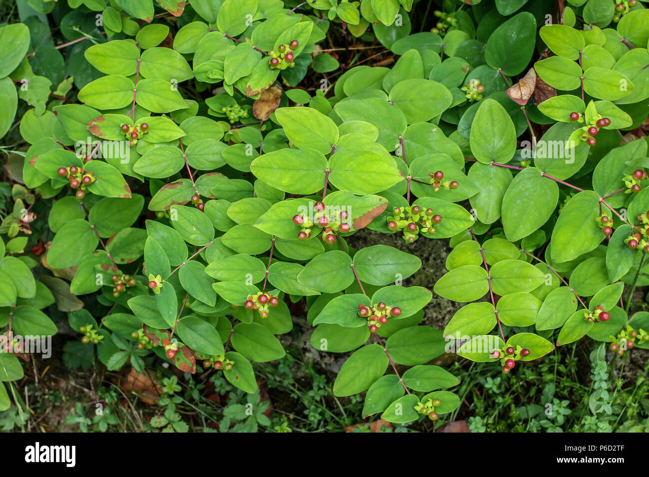 Red giovani frutti di Hypericum androsaemum Foto Stock