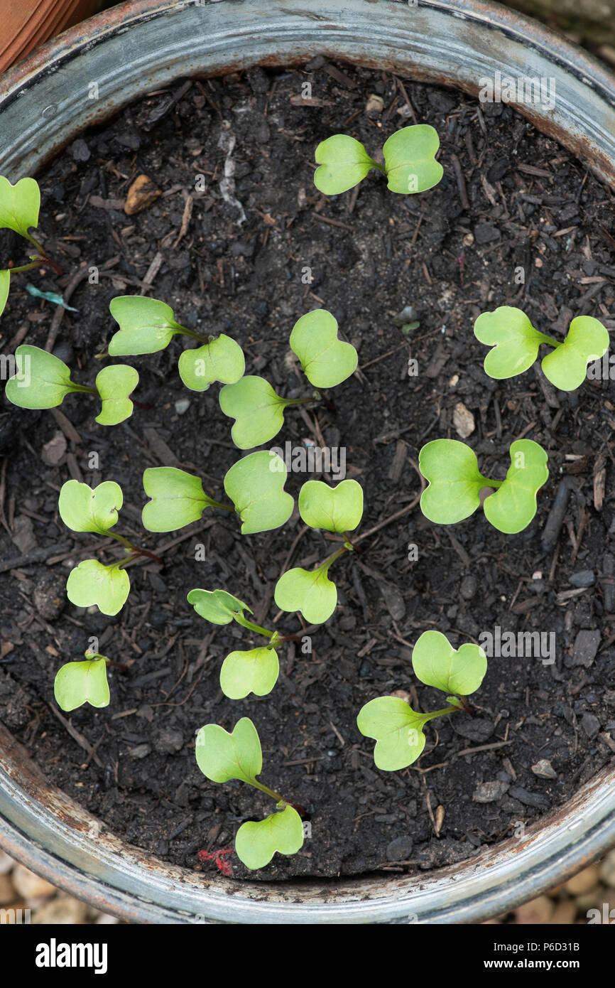 Raphanus sativus. Il ravanello Bluemoon e Redmoon Mix ibrido F1 piantine in una vasca da sopra. Regno Unito Foto Stock
