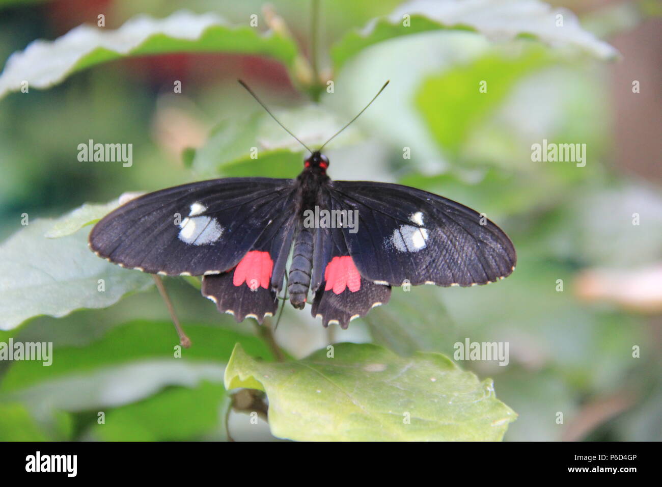 Farfalle Foto Stock