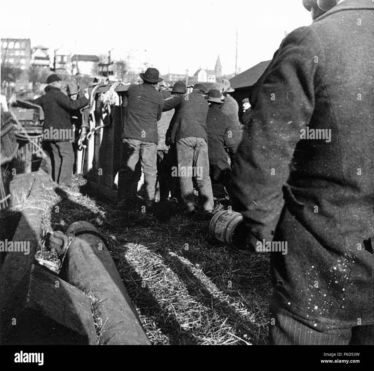 . Inglese: Caricamento di un mulo sul ponte della goletta LUCILE, Seattle, 15 febbraio 1898 . Inglese: Il Lucile era probabile tenendo i cercatori di Klondike durante la corsa all'Oro nel Klondike di 1897-8 . Testo da Kiehl log: Lucile caricamento di mulo n. 3, Feb 15, 1898 Album 2,91 soggetti (LCTGM): gli uomini--Washington (stato)--Seattle soggetti (LCSH): muli--Washington (stato)--Seattle; Lucile (nave); Golette--Washington (stato)--Seattle . 1898 61 Caricamento di un mulo sul ponte della goletta LUCILE, Seattle, 15 febbraio 1898 (KIEHL 300) Foto Stock