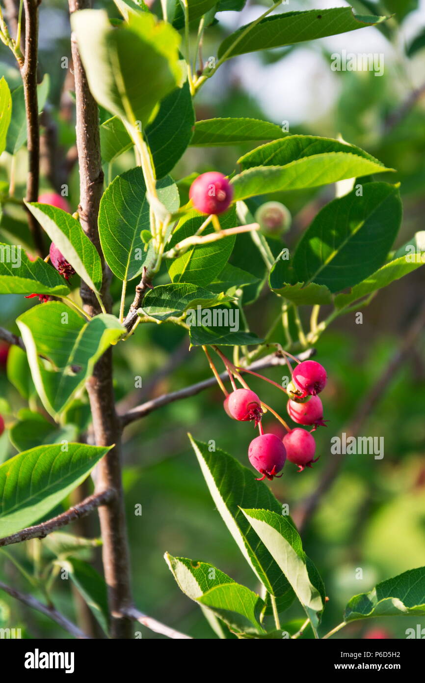 Bacche frutta di arbusto shadbush Amelanchier noto anche come serviceberry Foto Stock