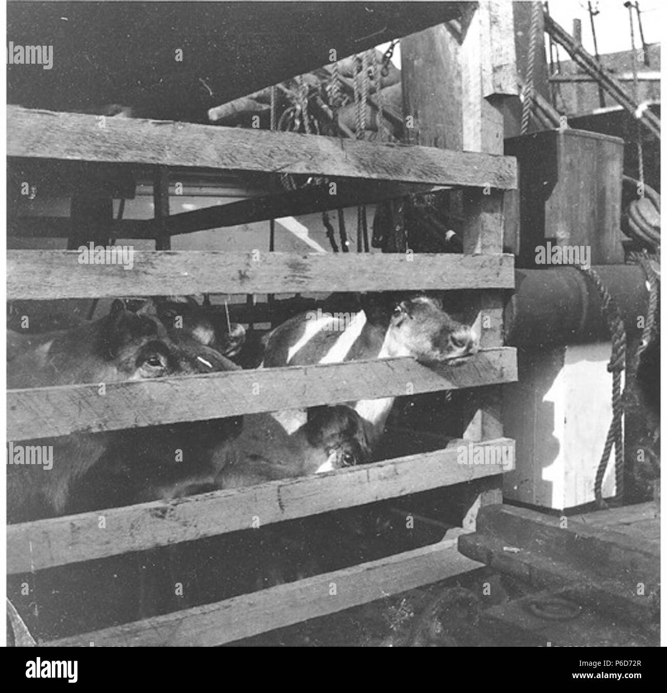 . Inglese: renne in penne in attesa dei mezzi di trasporto in Alaska sul ponte della tre-masted corteccia SEMINOLE, Seattle, Washington, Marzo 1898 . Inglese: nel tardo 1880 e 1890, il Seminole era una corteccia lavorando sulla costa ovest, attivo nel commercio di legname. In 1897-8 Sheldon Jackson, il ben noto missionario Presbyterian dall Alaska, lobbyed il governo degli Stati Uniti per finanziare una spedizione in rilievo di una mandria di Caribou Coffee Company per il Klondike per alleviare i timori di una imminente carestia nella regione perché del diluvio di prospettori hanno atteso l'arrivo nella zona a causa della Gold Rush. Questa nave a vela è stata u Foto Stock
