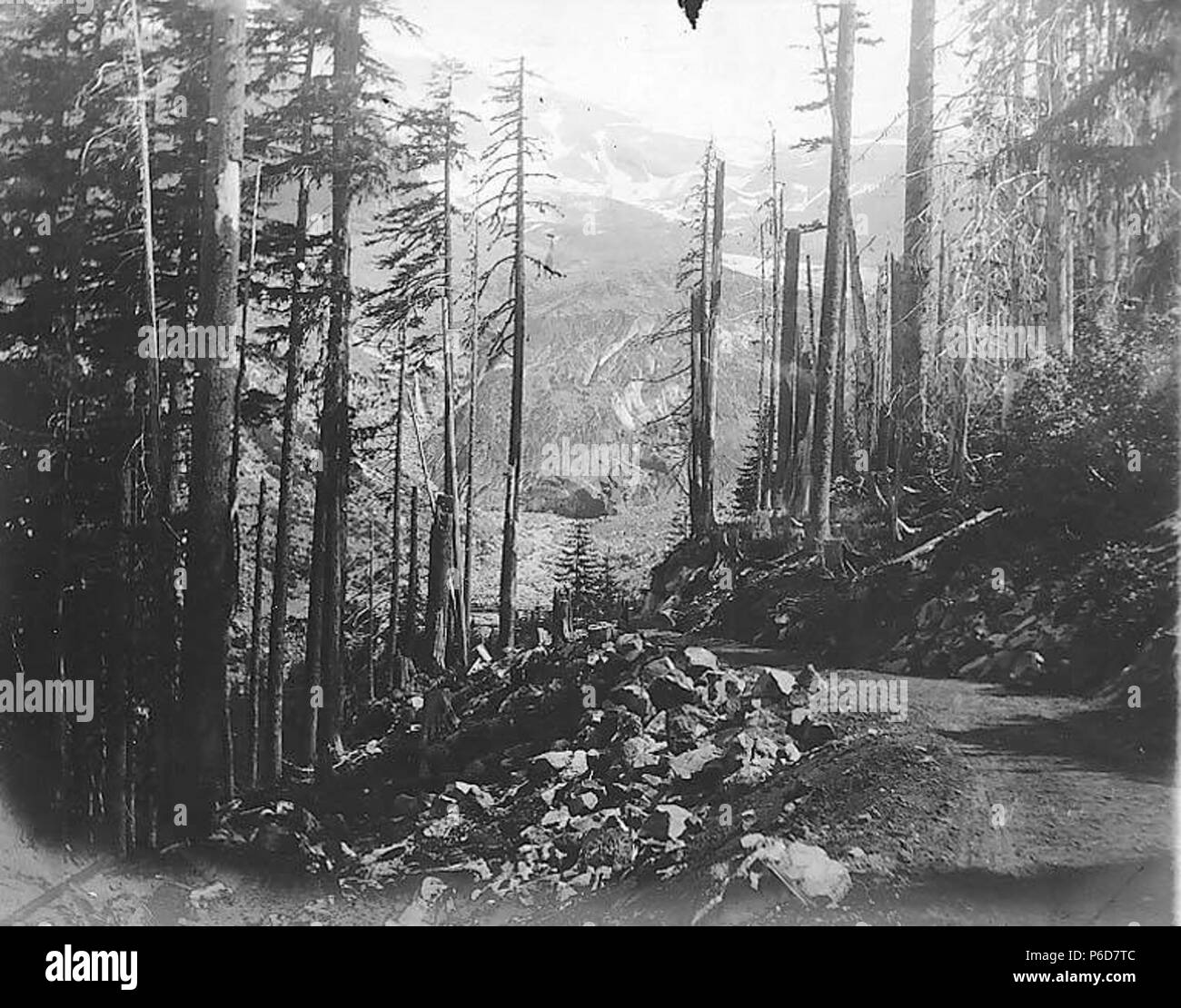 . Inglese: strada incompiuta di boschi, in prossimità del Monte Rainier, 1909 . Inglese: ora si trova a Mount Rainier National Park che è stato istituito nel 1899. PH Coll 35.329 soggetti (LCTGM): strade--Washington (stato); parchi nazionali e riserve--Washington (stato) soggetti (LCSH): Mount Rainier National Park (Washington) . 1909 79 strada incompiuta di boschi, in prossimità del Monte Rainier, 1909 (SARVANT 70) Foto Stock