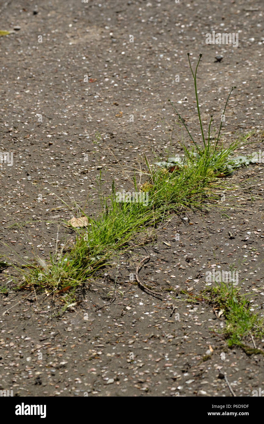 Erba e piante infestanti crescente attraverso il marciapiede Foto Stock