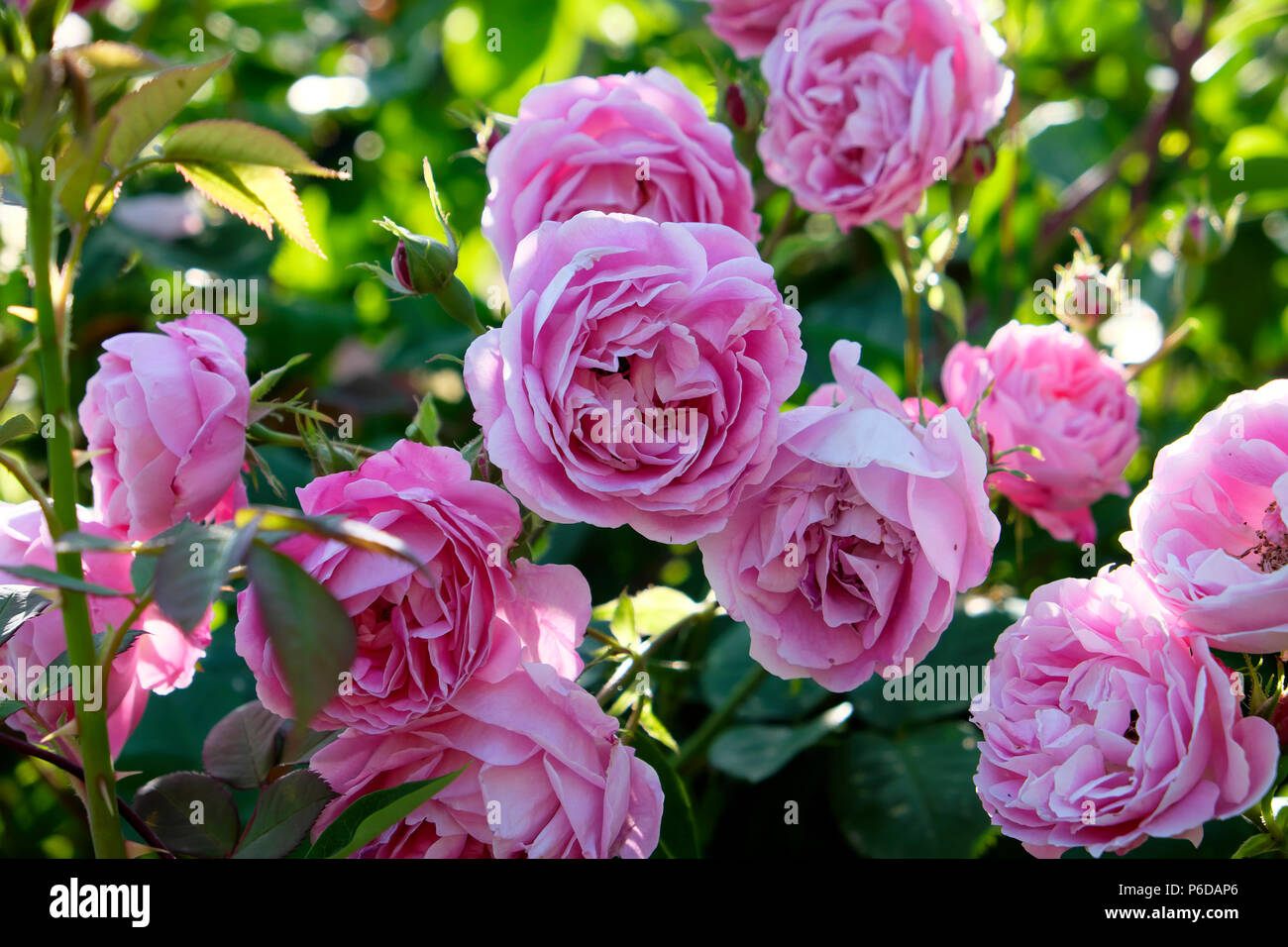 Rosa rosa rosa Hermosa in fiore in un paese rurale giardino in un West Wales giardino in estate Camarthenshire Dyfed Galles, UK KATHY DEWITT Foto Stock