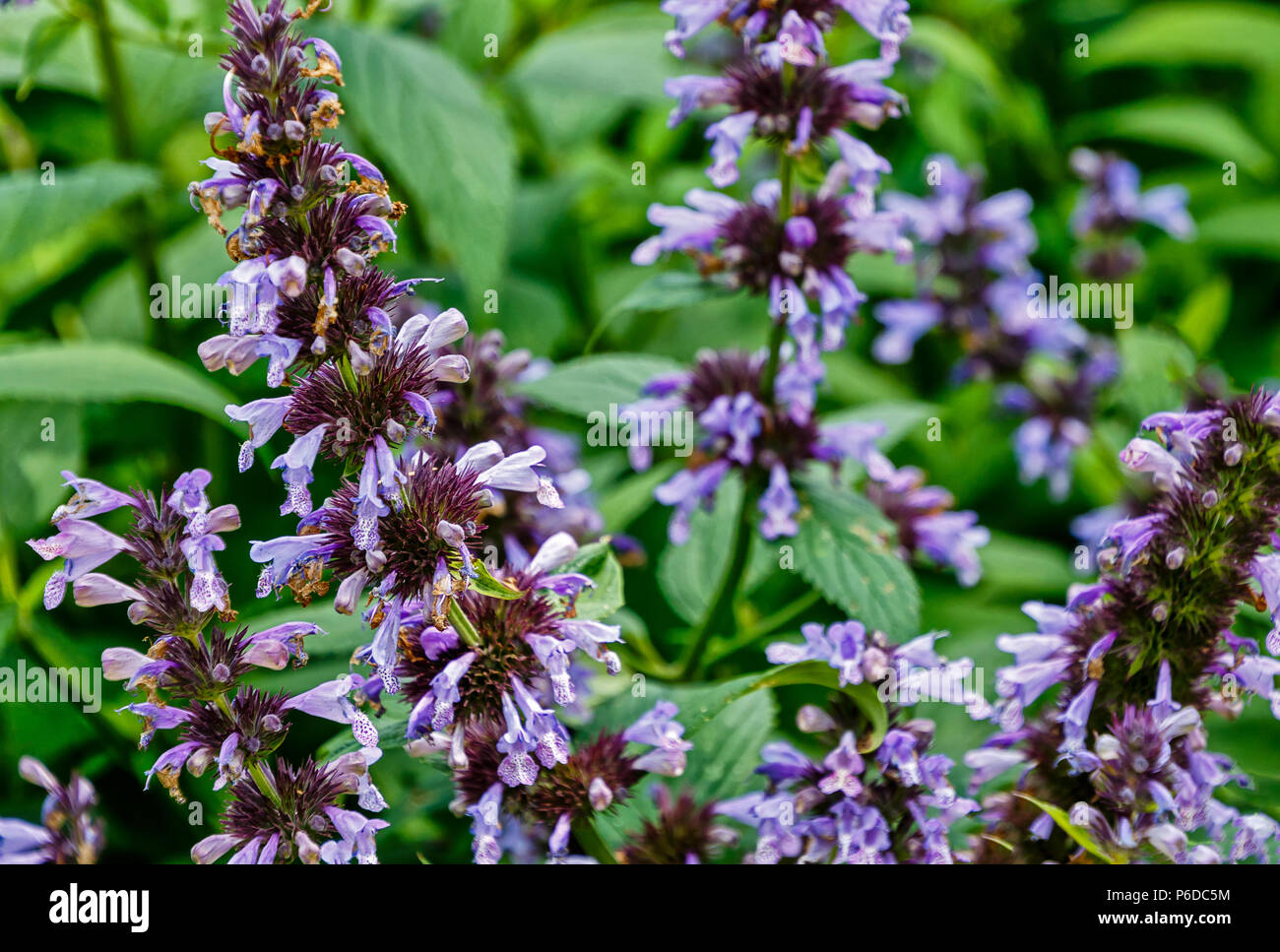 Fioritura blu erba gatta (Nepeta faassenii) noto anche come nepitella Foto Stock