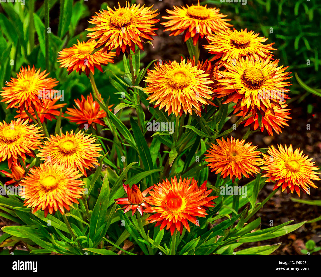 Xerochrysum bracteatum, comunemente noto come il golden eterna o uvularia Foto Stock