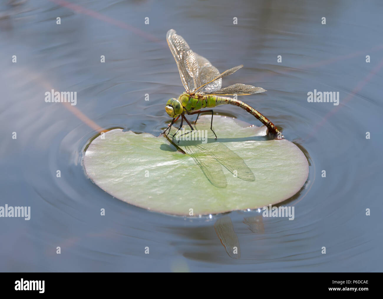 Femmina a forma di libellula imperatore, Anax imperator, su un giglio di acqua foglia recante le uova in acqua di un laghetto in giardino, Renania, Ovest della Germania Foto Stock