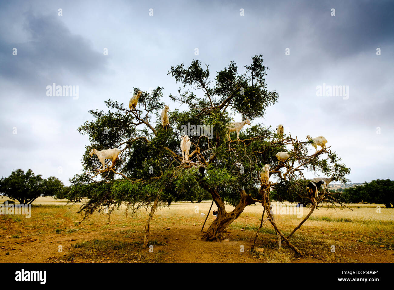 Capre di arrampicata in Argon alberi sulla strada a Essaouira, Marocco, Africa del Nord Foto Stock