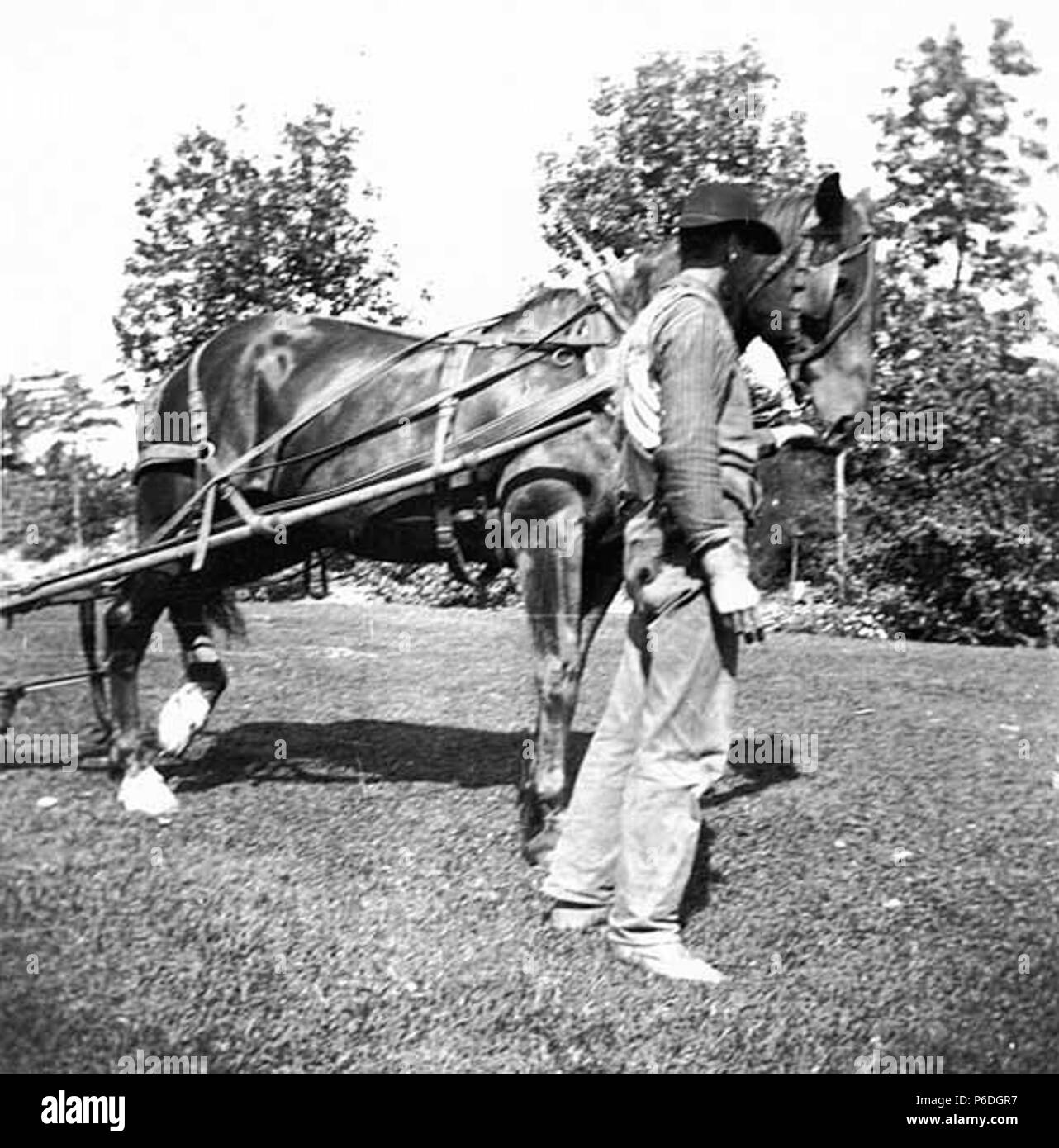 . Inglese: a cavallo il taglio di erba, Kinnear Park, Seattle, Washington, settembre 1897 . Inglese: Testo da Kiehl log: taglio di erba, Kinnear Park, Sett. 1897 Album 2.20 soggetti (LCSH): tosaerba--Washington (stato)--Seattle; a cavallo il veicoli--Washington (stato)--Seattle; Kinnear Park (Seattle, Washington); parchi--Washington (stato)--Seattle concetti: temi animali . 1897 53 a cavallo il taglio di erba, Kinnear Park, Seattle, Washington, settembre 1897 (KIEHL 291) Foto Stock