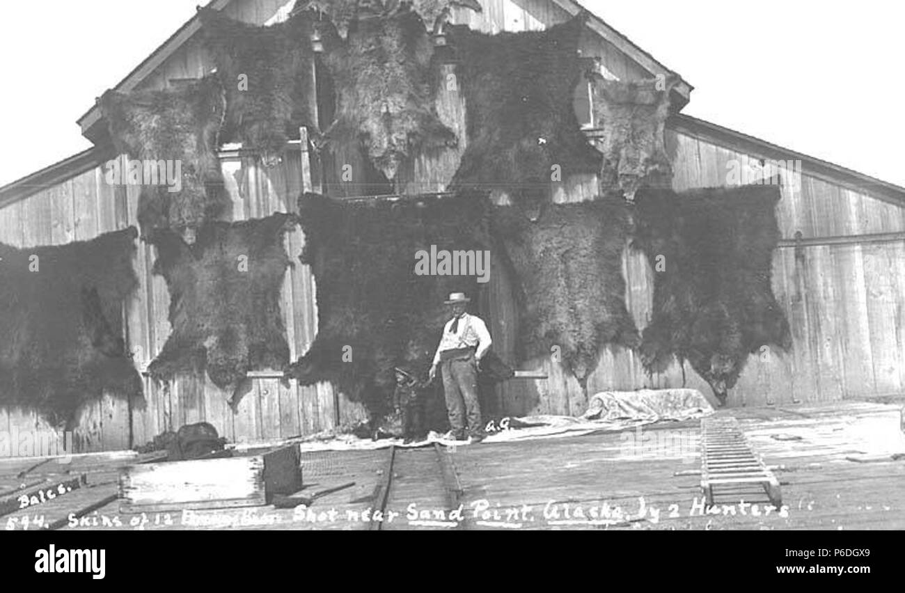 . Inglese: il cacciatore raccolta di orso bruno pellicce vicino punto di sabbia, ca. 1912 . Inglese: Sand Point si trova sul porto di Humboldt sull isola Popof, al largo della penisola di Alaska, 570 miglia aeree da Anchorage. Punto di sabbia è stata fondata nel 1898 da San Francisco società di pesca come un trading post e pesca del merluzzo stazione. Aleuts dai villaggi circostanti e i pescatori scandinavi furono i primi abitanti della comunità. Punto di sabbia è servita come una riparazione e centro di approvvigionamento per l'estrazione dell'oro durante i primi anni del Novecento, ma la lavorazione del pesce è diventato l'attività dominante negli anni trenta. Il San Nicola cappella, un russo Foto Stock