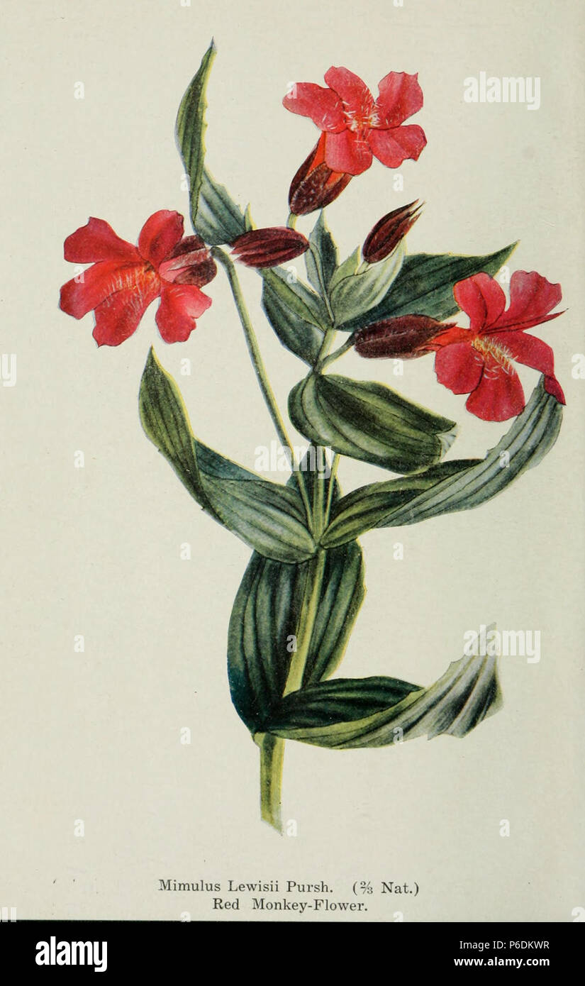 Titolo: la flora alpina delle Montagne Rocciose Canadesi Identifier: alpinefloraofcan00brow Anno: 1907 (1900s) autori: Marrone, Stewardson, 1867-1921 Argomenti: piante di montagna; Botanica Editore: New York : G. P. Putnam contribuendo alla libreria: ASC - York University Libraries la digitalizzazione di Sponsor: Ontario consiglio di biblioteche universitarie e biblioteche aderenti Visualizza pagina di libro: Prenota Viewer circa questo libro: Voce di catalogo consente di visualizzare tutte le immagini: tutte le immagini dal libro Fare clic qui per visualizzare prenota online per vedere questa illustrazione nel contesto in un selezionabile versione online di questo libro. Il testo che compare prima immagine: ' testo Appeari Foto Stock
